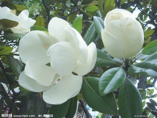 玉兰花（学名：Magnolia denudata），木兰科木兰属观赏树木。别名白玉兰、望春花、玉兰花，木兰科。是我国特有的名贵园林花木之一。玉兰花原产于长江流域，现在北京及黄河流域以南均有栽培，庐山、黄山、峨眉山等处尚有野生 古时多在亭、台、楼、阁前栽植。现多见于园林、厂矿中孤植，散植，或于道路两侧作行道树。北方也有作桩景盆栽。玉兰3月开花，6-7月果熟，花大型、芳香，先叶开放，花期10天左右。河南省夏邑县县花。