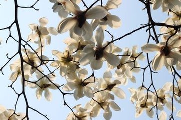 玉兰花（学名：Magnolia denudata），木兰科木兰属观赏树木。别名白玉兰、望春花、玉兰花，木兰科。是我国特有的名贵园林花木之一。玉兰花原产于长江流域，现在北京及黄河流域以南均有栽培，庐山、黄山、峨眉山等处尚有野生 古时多在亭、台、楼、阁前栽植。现多见于园林、厂矿中孤植，散植，或于道路两侧作行道树。北方也有作桩景盆栽。玉兰3月开花，6-7月果熟，花大型、芳香，先叶开放，花期10天左右。河南省夏邑县县花。