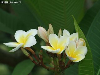 玉兰花（学名：Magnolia denudata），木兰科木兰属观赏树木。别名白玉兰、望春花、玉兰花，木兰科。是我国特有的名贵园林花木之一。玉兰花原产于长江流域，现在北京及黄河流域以南均有栽培，庐山、黄山、峨眉山等处尚有野生 古时多在亭、台、楼、阁前栽植。现多见于园林、厂矿中孤植，散植，或于道路两侧作行道树。北方也有作桩景盆栽。玉兰3月开花，6-7月果熟，花大型、芳香，先叶开放，花期10天左右。河南省夏邑县县花。