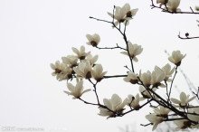 玉兰花（学名：Magnolia denudata），木兰科木兰属观赏树木。别名白玉兰、望春花、玉兰花，木兰科。是我国特有的名贵园林花木之一。玉兰花原产于长江流域，现在北京及黄河流域以南均有栽培，庐山、黄山、峨眉山等处尚有野生 古时多在亭、台、楼、阁前栽植。现多见于园林、厂矿中孤植，散植，或于道路两侧作行道树。北方也有作桩景盆栽。玉兰3月开花，6-7月果熟，花大型、芳香，先叶开放，花期10天左右。河南省夏邑县县花。