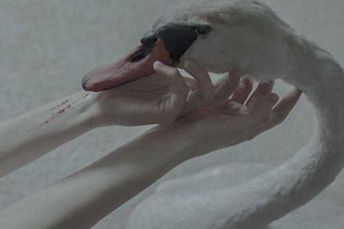 #绘画参考#【摄影】手。( ͡° ͜ʖ ͡°) （by Laura Makabresku）