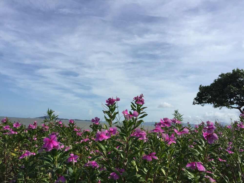 花海