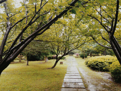 树 小路 