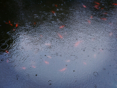 水池 鱼群 雨