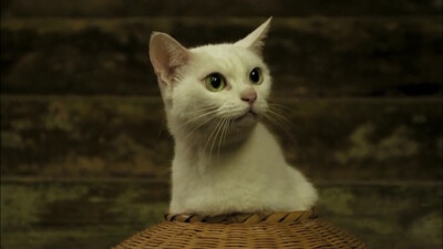 猫奴
