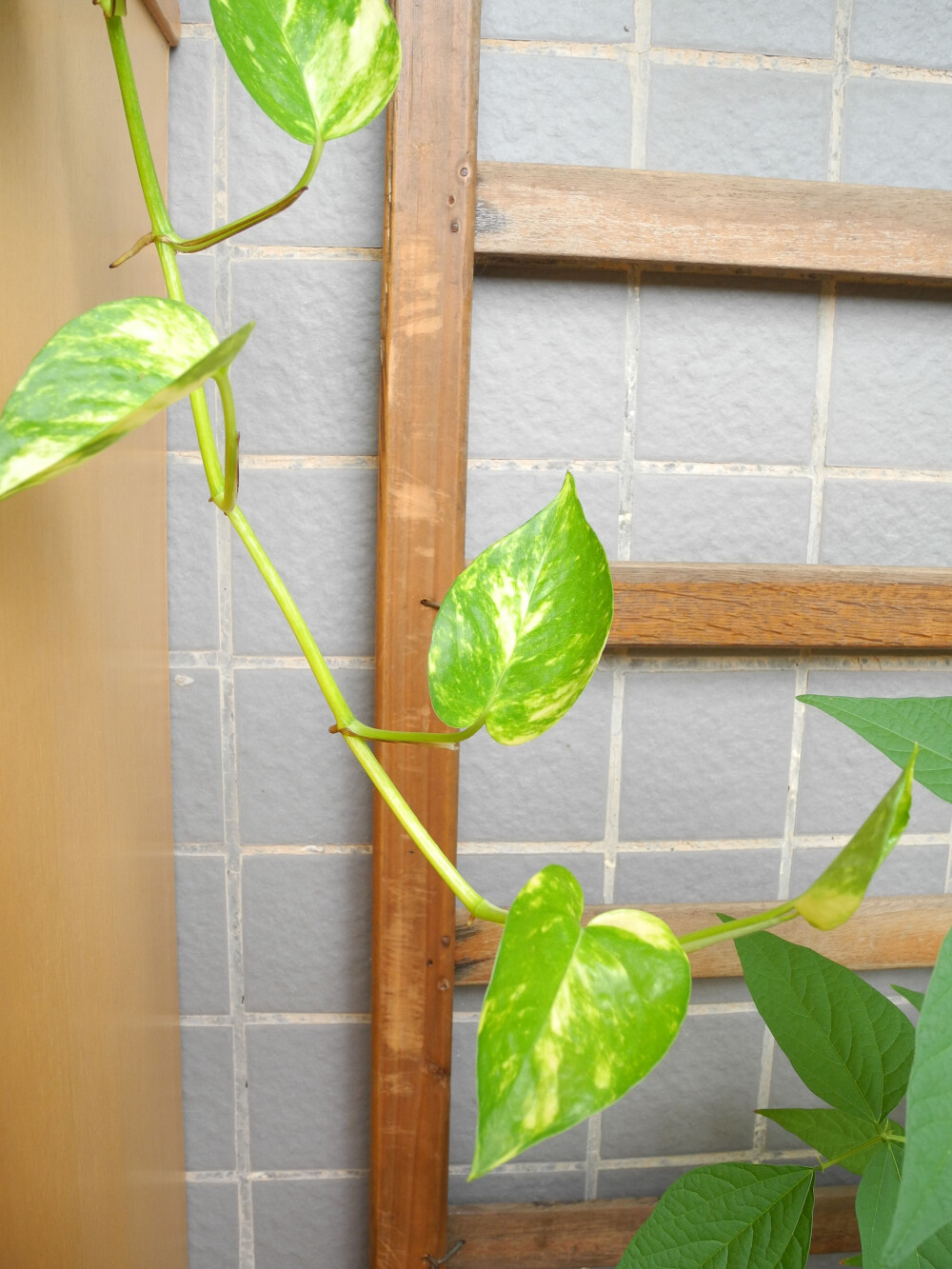 有一座废弃的老房子,里面有一株(猜测是一株)很大型的黄金葛,最大的