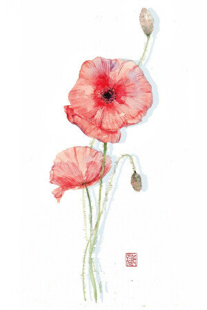 〔 水彩花卉 〕作者' 不語氏 °