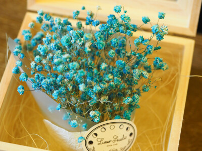 送你的满天星，你要不要？