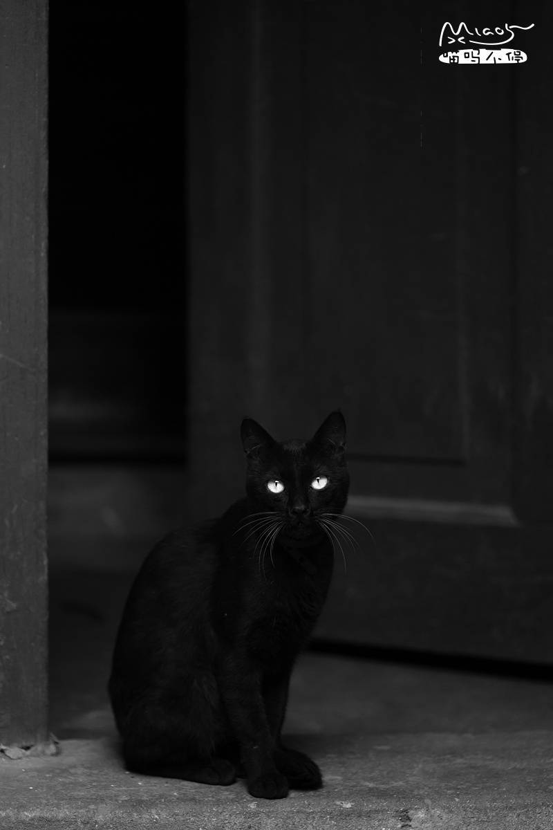 黑夜给了我黑色的眼睛,我却用来翻白眼～ @喵呜不停