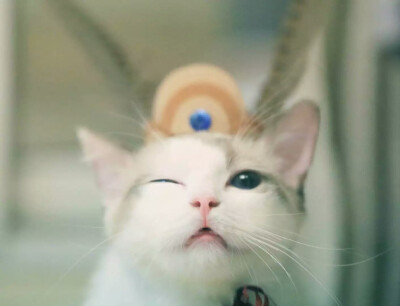 一个蠢萌的大圣 via：郭斯特 超可爱的小猫