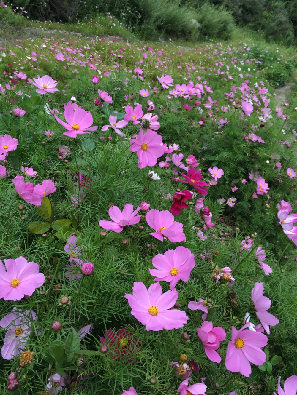 格桑花