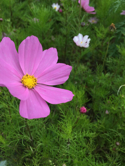 格桑花