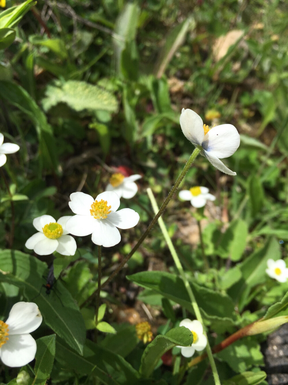 小白花