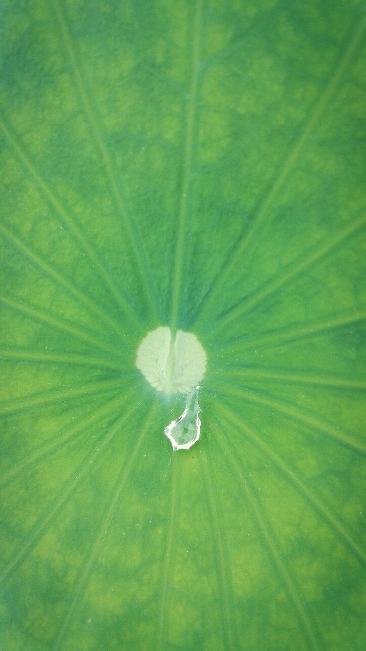 植物，花朵，开春，春天，唯美，花季，莲花，叶子，水滴，绿叶