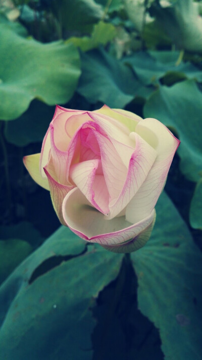 植物，花朵，开春，春天，唯美，花季，莲花，叶子，绿叶