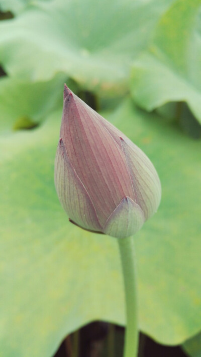 植物，花朵，开春，春天，唯美，花季，莲花，叶子，绿叶，花苞