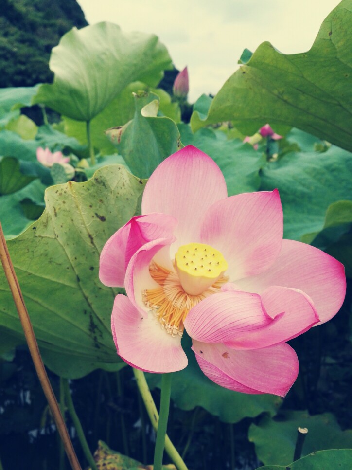 植物，花朵，开春，春天，唯美，花季，莲花，叶子，绿叶，花苞