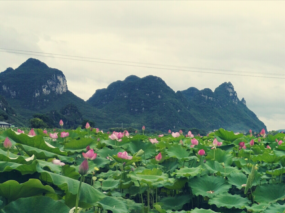 植物，花朵，开春，春天，唯美，花季，莲花，叶子，绿叶，花苞