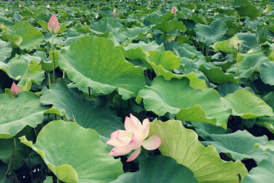 植物，花朵，开春，春天，唯美，花季，莲花，叶子，绿叶，花苞