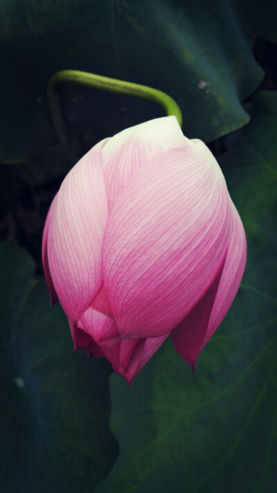 植物，花朵，开春，春天，唯美，花季，莲花，叶子，绿叶，花苞