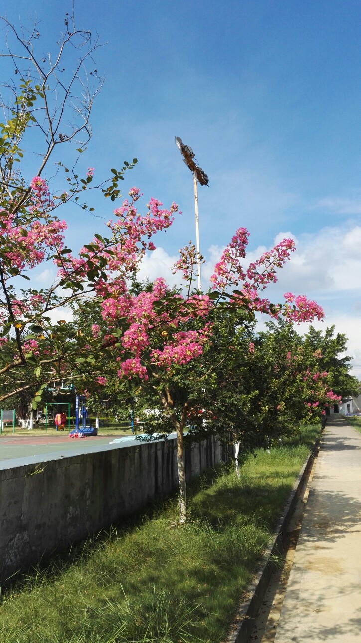 植物，花朵，开春，春天，唯美，花季，蓝天，叶子，绿叶，花苞