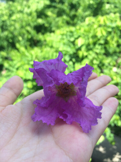 大花紫薇，明亮的夏天的颜色