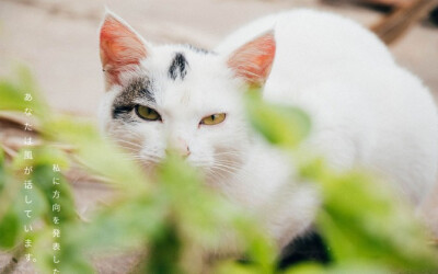 白色可爱动物猫咪壁纸下载