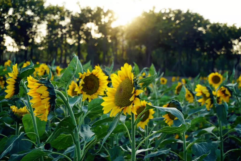 向日葵盛開的夏天～