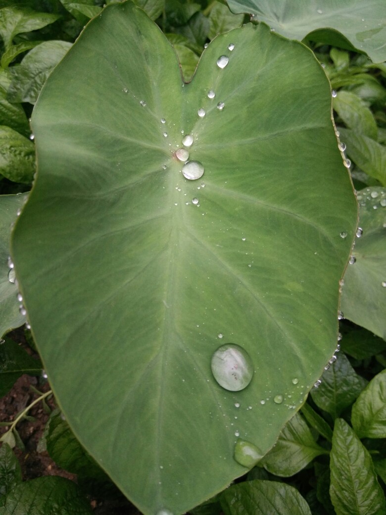 雨后的芋头叶子