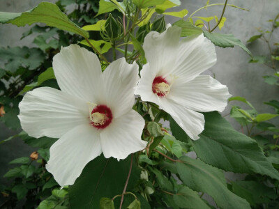 邻居家墙外不知名的花朵