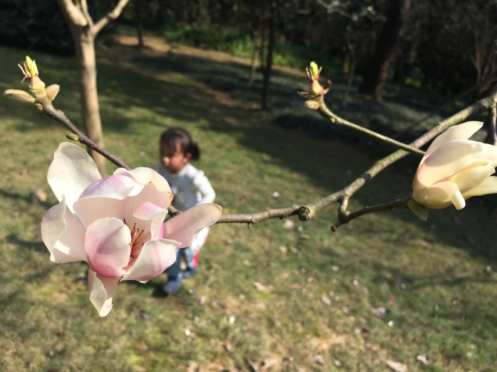 玉兰花