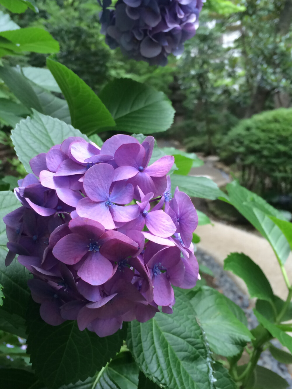 绣球花 16年夏 シェラトン都ホテル東京 