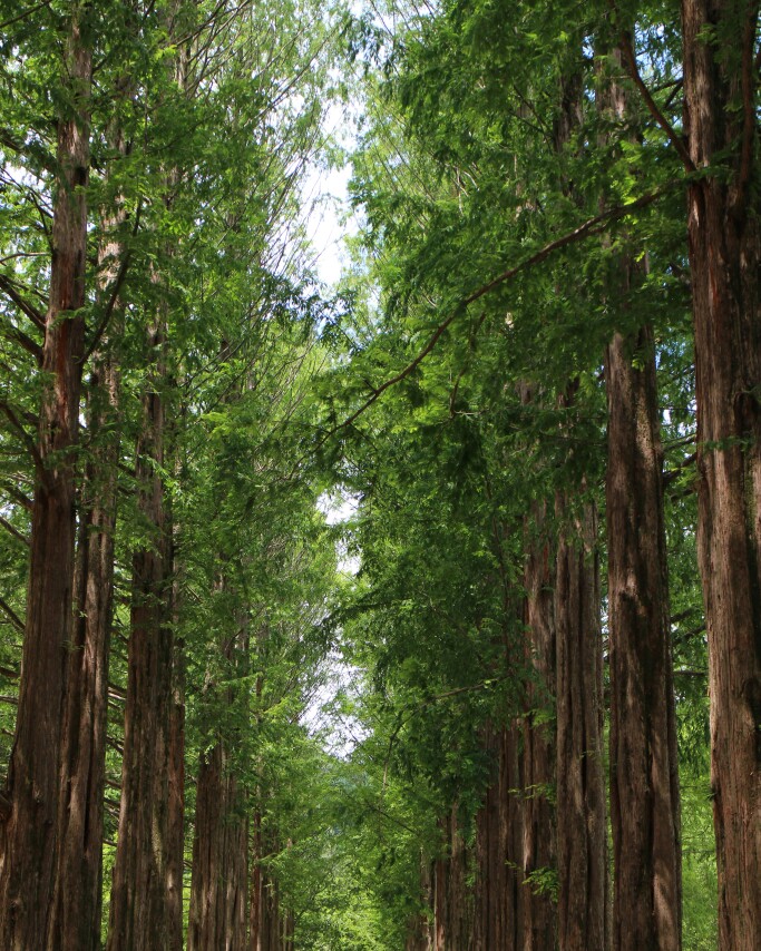 水杉树