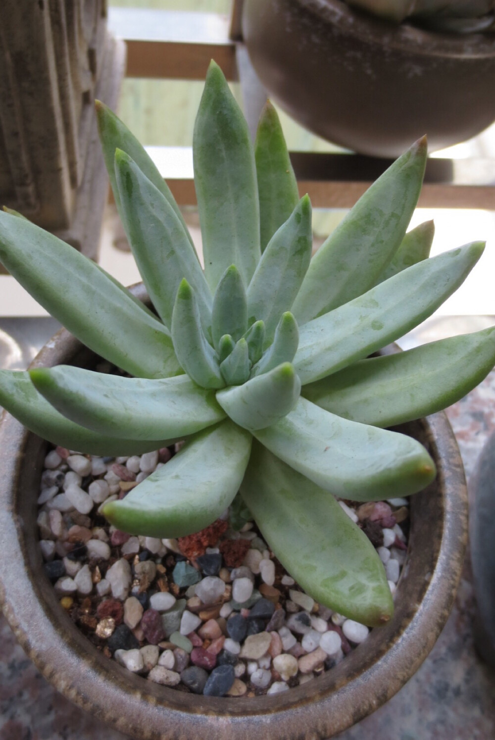 蓝黛莲 摄于7月5日 叶子又肥又长.下面两个小侧芽!