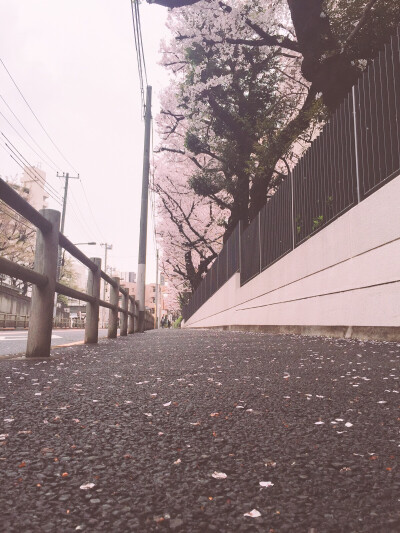 春假结束后就是日本的樱花季 走在一阵樱花雨中 瞬间有些泪目