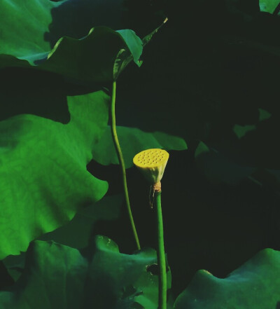 霞包霓荷碧，天然地，别是风流标格。重重青盖下，千娇照水，好红红白白。每怅望，明月清风夜，甚低迷不语，妖邪无力。终须放，船儿去，倩香深处住，看伊颜色。 