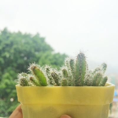 阴雨绵绵的天气，好多露珠。