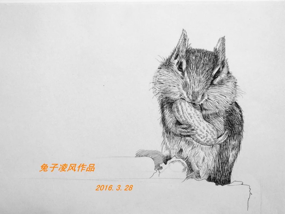 兔子凌风（陶启全）中性笔画松鼠手绘画画艺术