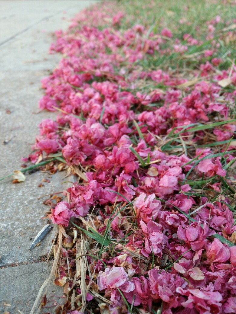 饭后在校园散步，看到散落的樱花花瓣，真美呐，大概是3月份左右拍的