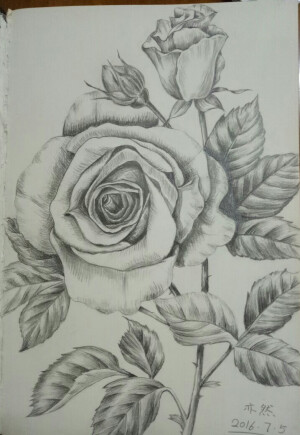 玫瑰素描