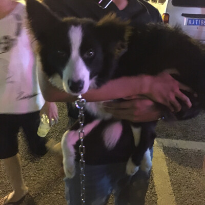 边境牧羊犬