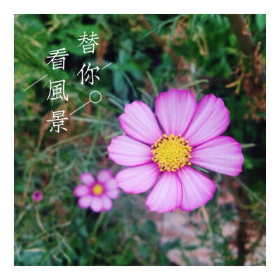  随手拍。格桑花