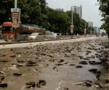 洪灾 马路 鱼
这条马路全包了(๑•̀ω•́๑)