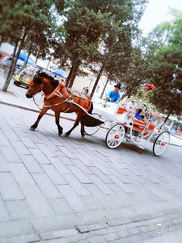 有天你也会驾着马车对吗 我在未来等你