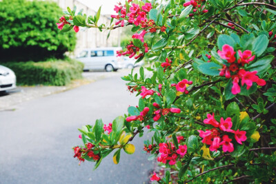 到宿舍的后院看花。