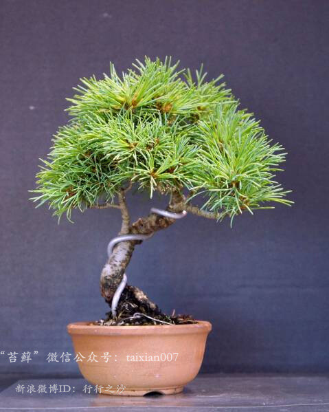 日本五针松（学名：Pinus parviflora）是松… - 高清图片，堆糖，美图壁纸兴趣社区