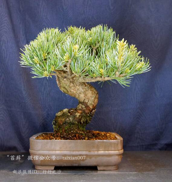 日本五针松（学名：Pinus parviflora）是松… - 高清图片，堆糖，美图壁纸兴趣社区