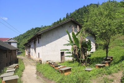 深山里的小山村，门前屋后养着蜜蜂。