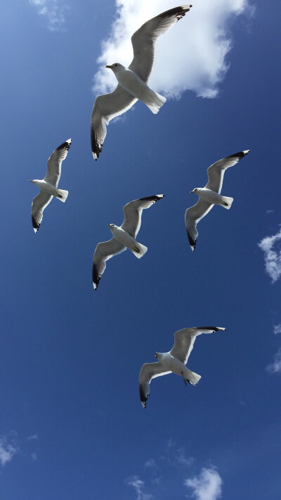 高清壁纸在线更新 天空海鸥