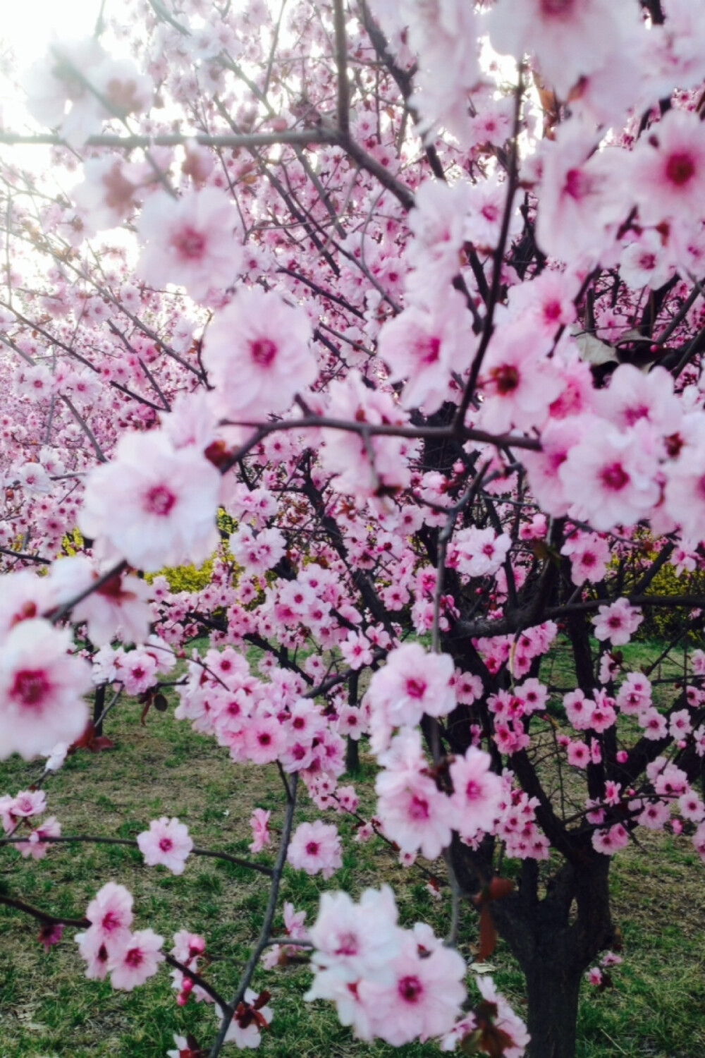 花花花